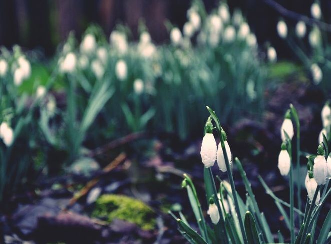 flower, growth, freshness, plant, fragility, focus on foreground, beauty in nature, nature, close-up, stem, petal, selective focus, blooming, flower head, field, bud, growing, in bloom, botany, leaf