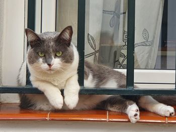 pet