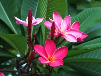 Close-up of pink frangipani blooming outdoors