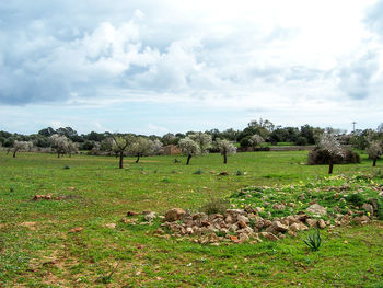 Scenic view of agricultural field against sky