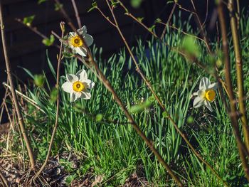 Close-up of yellow flowering plant on field