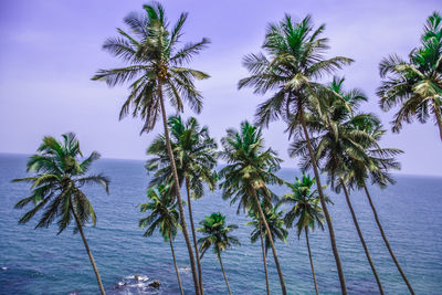 Palm trees on beach against sky