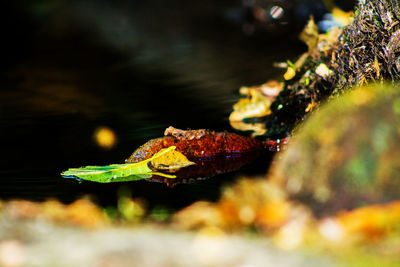 Close-up of grasshopper on leaf