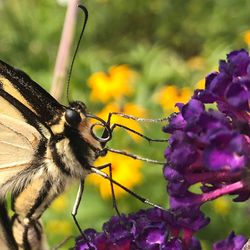 Close-up of insect on purple flower