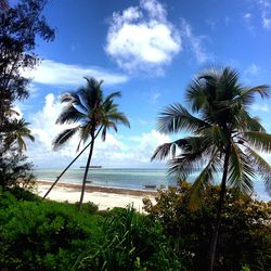 Palm trees on beach against sky