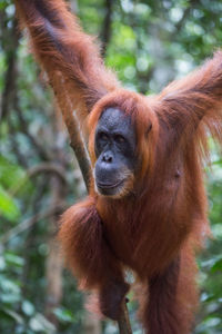 Close-up of orangutan