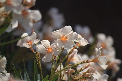 Close-up of white flowers growing outdoors