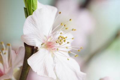 Close-up of white flowers