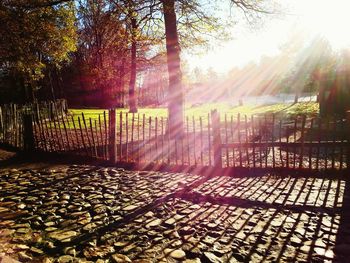 Sun shining through trees