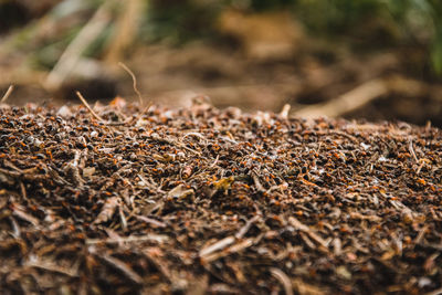 Detail shot of ant colony