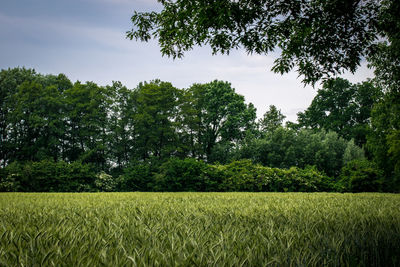 Scenic view of agricultural field against sky