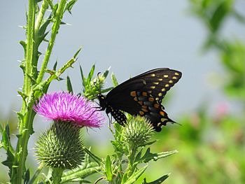 Close-up of butterfly pollinating on purple flower