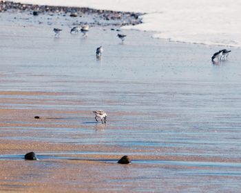 Close-up of birds on lake