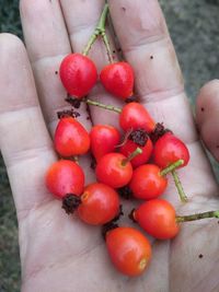 High angle view of person holding strawberries