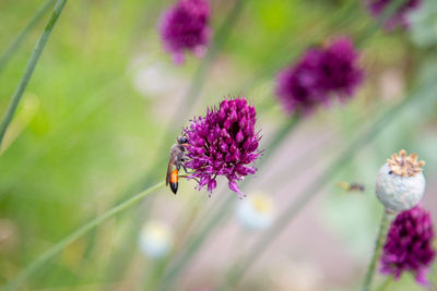 Close-up of insect on purple flower