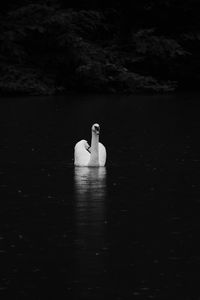 Swan swimming in water