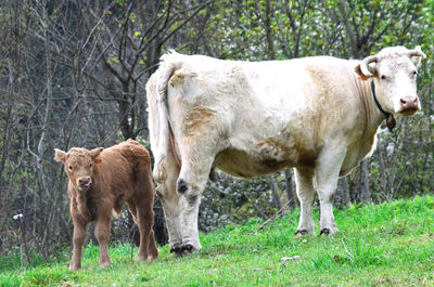 Cows standing in a field