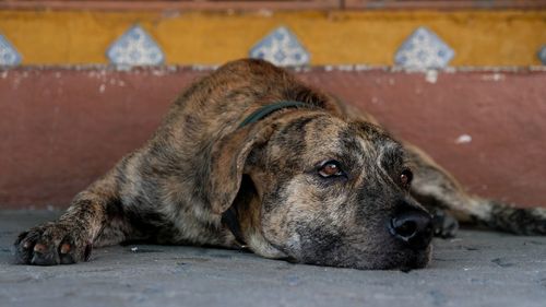 Close-up of a dog resting on footpath