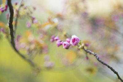 Close-up of pink cherry blossoms