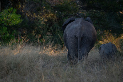 Elephants walking in the savanna