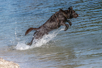 View of lizard running in the sea