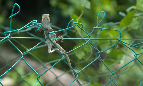 Close-up of insect on chainlink fence