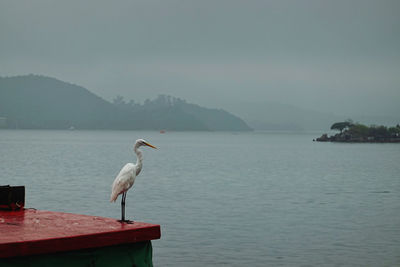 Bird perching on a sea against sky