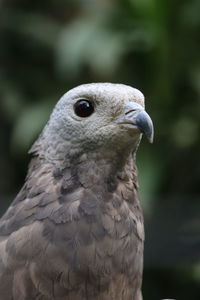 Close-up of bird