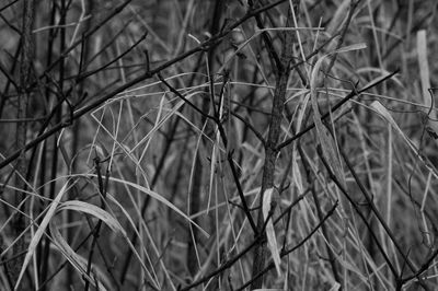 Full frame shot of dry plants on field