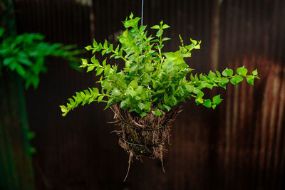 Close-up of potted plant