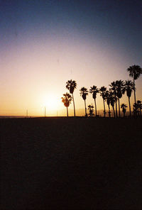 Palm trees at sunset