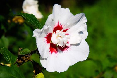 Close-up of white hibiscus flower