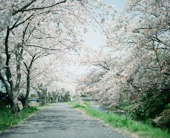 View of cherry blossom trees in park