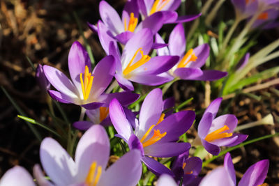 Close-up of purple crocus flowers