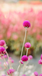 Close-up of pink flowering plant