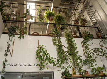 Low angle view of potted plants against building