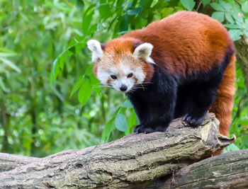 Red panda on fallen tree