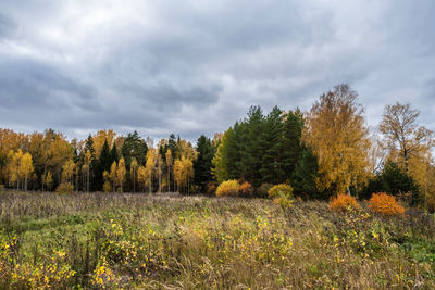 Trees growing on field against sky