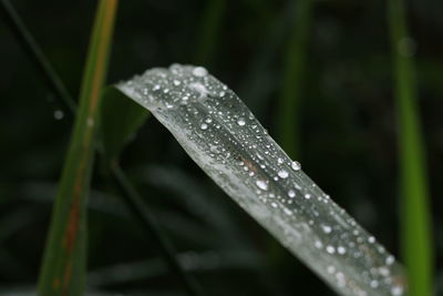 Close-up of water drops on blade of grass