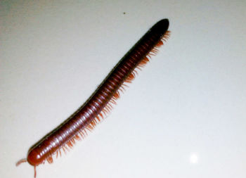 Close-up of caterpillar on white background
