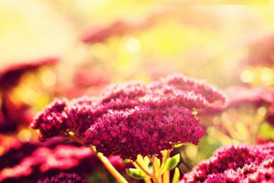 Close-up of flower in britzer garten during autumn