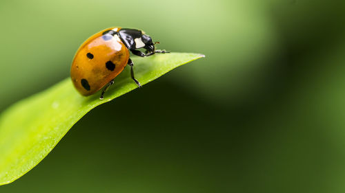 Close-up of ladybug on leaf