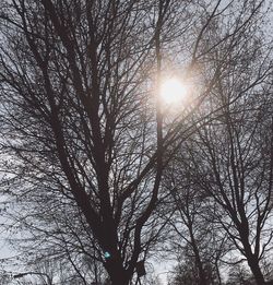 Low angle view of bare trees against sky