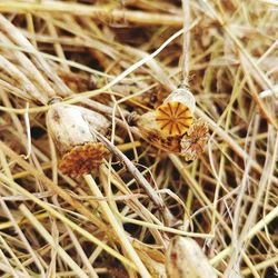 Close-up of yellow flowers