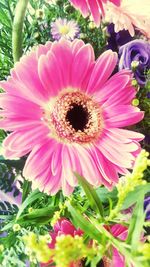 Close-up of flower blooming outdoors