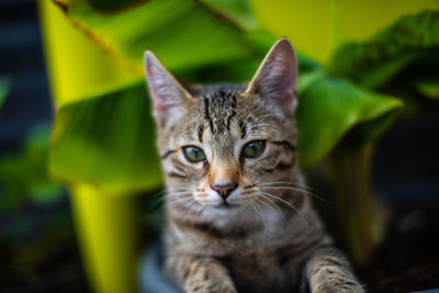 Close-up portrait of a cat