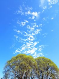 Low angle view of trees against blue sky