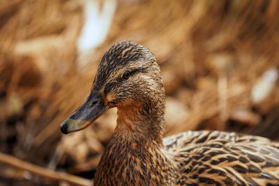 Close-up of a bird