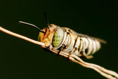 Close-up of insect on twig