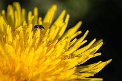 Close-up of insect on dandylion